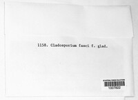 Cladosporium fasciculatum image